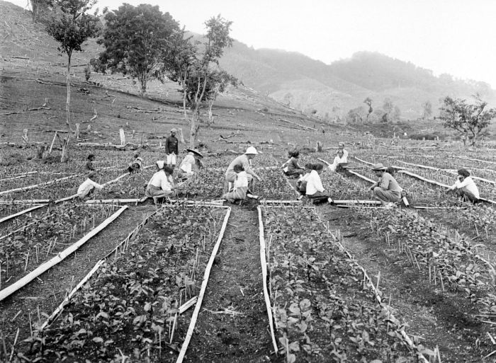 Javansk teplantage. © Wikimedia Commons